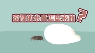【圖解新聞】家中米蟲竟是這樣來必學兩招搞定| 台灣蘋果日報 