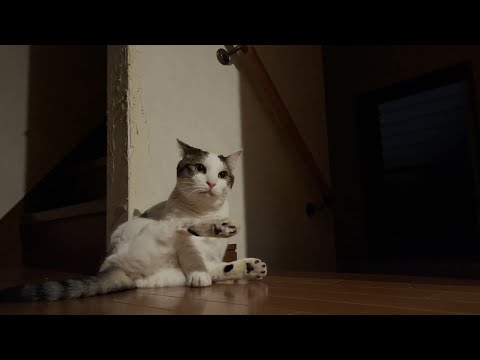 雷、大雨、大荒れの深夜を恐怖心いっぱいで過ごす猫