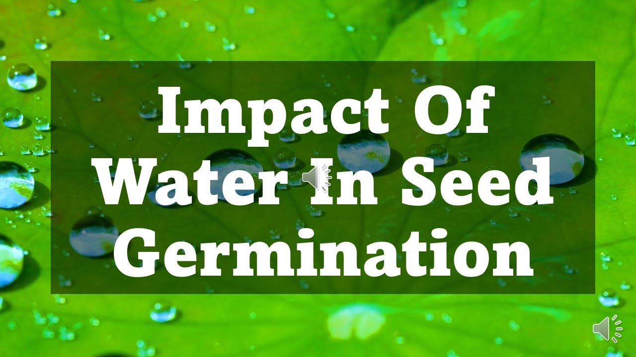 Impact Of Water In Seed Germination | Germination Experiment | Seeds | Biology | Icse