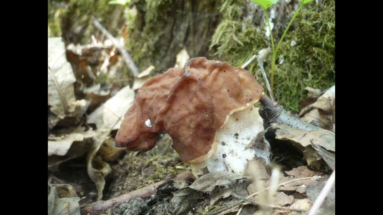 Gyromitra fastigiata