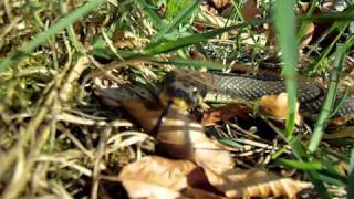 züngelnde Ringelnatter sonnt sich 24.04.2011 (SDC13266.AVI)