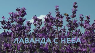 Лаванда неба