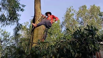 anh thợ cưa hạ cây tràm bông vàng khủng lồ ở tri tôn