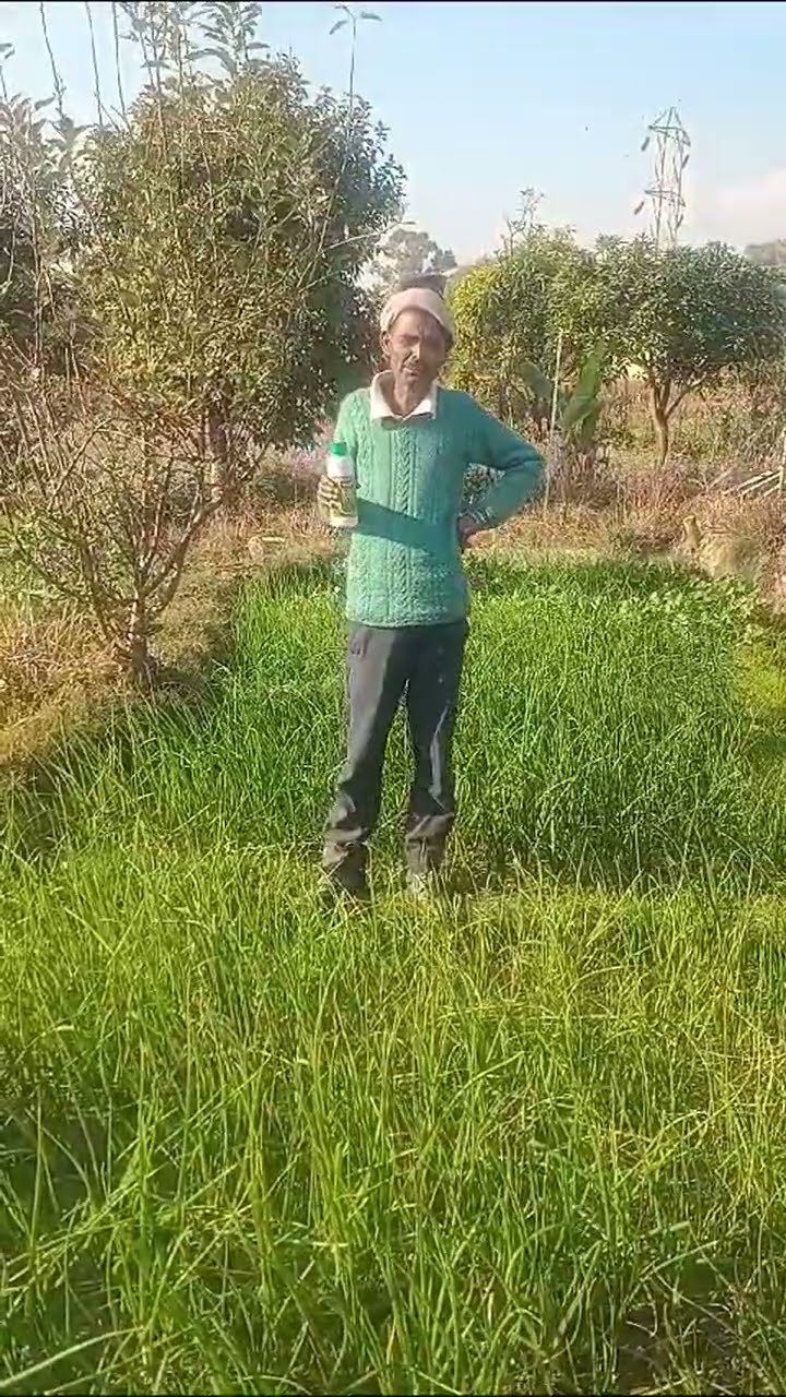 Nano Urea के इस्तेमाल से Onion की बंपर पैदावार, Kangra के किसान बेहद खुश | वनइंडिया हिंदी
