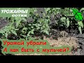 Как быть с мульчей после сбора урожая? Очень просто!