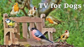 Dog Watch TV Spectacular - Videos for Dogs to Watch Garden Birds ✅ image