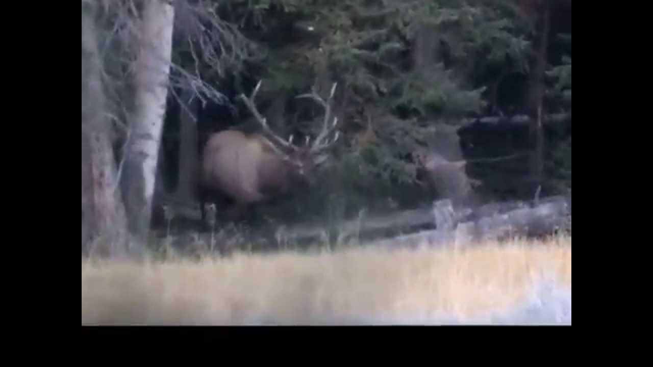 Monroe Elk 09062014 YouTube