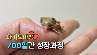 Crested gecko growing from 10min to 700days