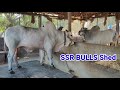 Ssr bulls    asp       