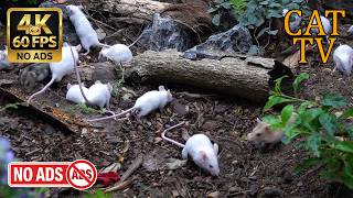 CAT TV Cinema 🐭 Mouse Popcorn: High-Energy Forest Dash (No Ads)