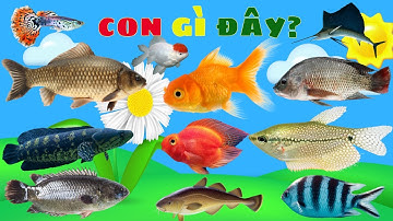 Dạy Bé Học Các Loài Cá Sống Ở Vùng Nước Ngọt, Dạy Bé Nói Sớm, Phân Biệt Loài Cá Sống Dưới Nước Ngọt