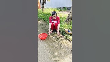 Cắm câu cá lóc tự chế mùa nước nổi tập 2#xuhuong#xuhuongyoutube #321shorts #shrots