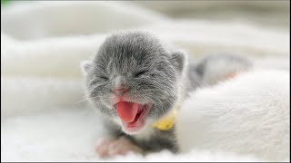 The kitten is about to open its eyes, and the stinger on its little tongue is already visible