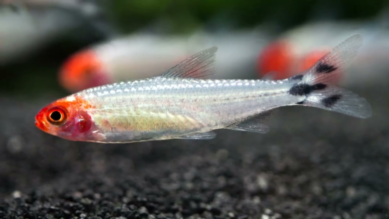 Rummy nose tetras care guide