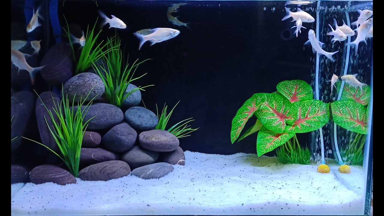 3 Aquarium Decor Ideas That You Must Try  Fish aquarium decorations, Fish  tank design, Fish tank decorations