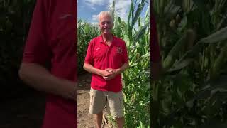 How the Worlds Largest Corn Maze is Created