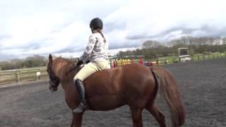 Unedited flatwork lesson with Storm