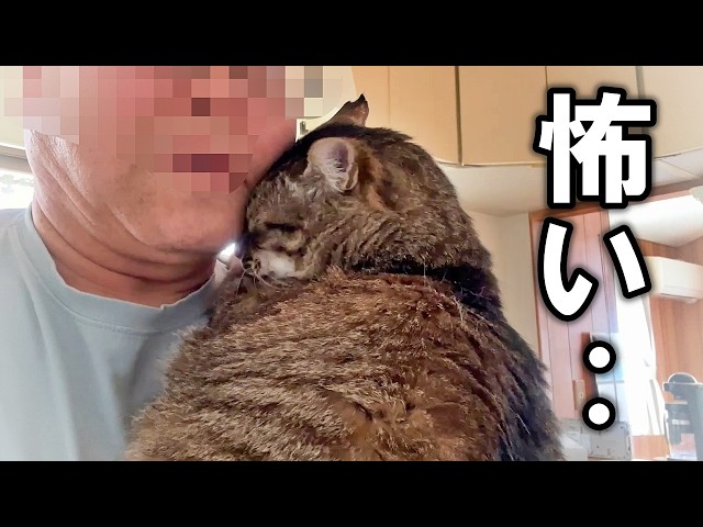 「蜂の1刺し実わ怖い」糞盛るもといフンメル(^.^;　残りモノ　パートⅣ うんこぶりお (@P300RR) / X