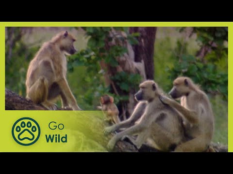The Power Brokers - Nature's Greatest Moments S03E13 - Go Wild
