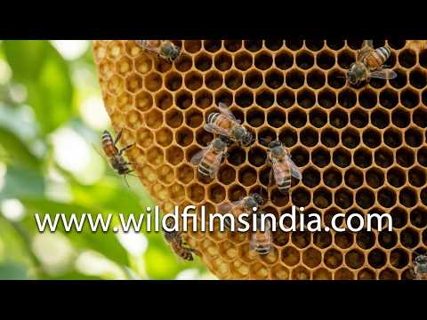 Dense cluster of Dwarf Honey bees or Apis florea on an open comb hanging in a citrus tree