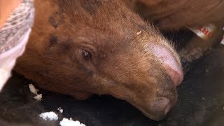 Behind the scenes: Orphaned bear cubs moved to their new home