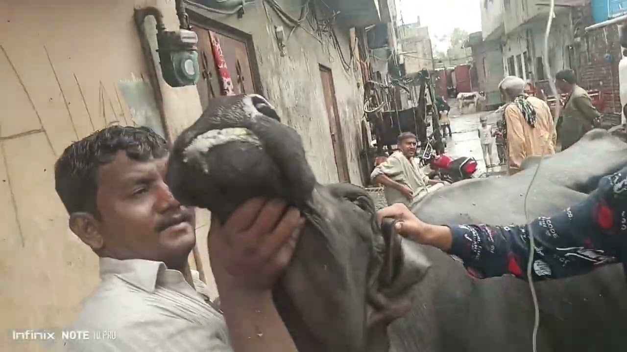 Chronic Fever in cattle high respiration weakness treatment