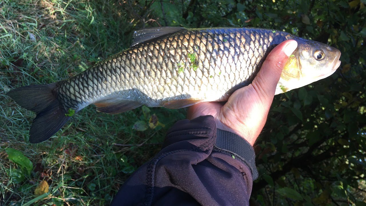 Pescuit la clean - septembrie 2020