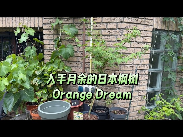 入手月余的日本枫树Orange Dream / a new bought Japanese Maple
