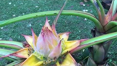 Chuối Tài Lộc nở hoa chơi được 6 tháng?