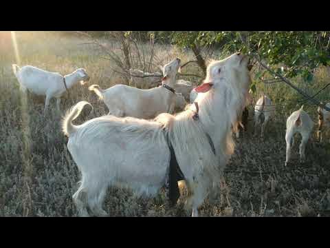 О козле - производителе ,о его детях ,о его ... - YouTube