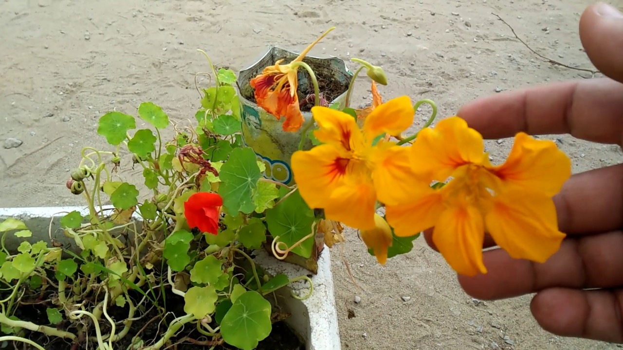 258,,,How to collect Nasturtium seeds for next season YouTube
