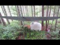 Wilderness Off Grid Cabin - How to Build: Rain Water Collection - Part 1