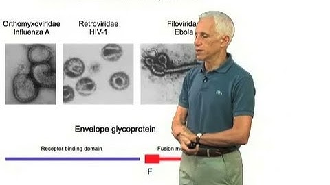 Class 1 viral fusion proteins - Stephen Harrison (Harvard/HHMI)