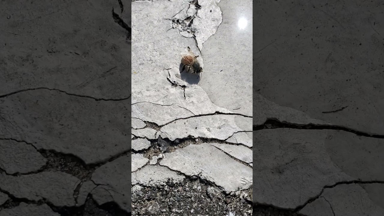 Bee 🐝 get's water after walking slow 🐌 #fyp #bee #viralvideo