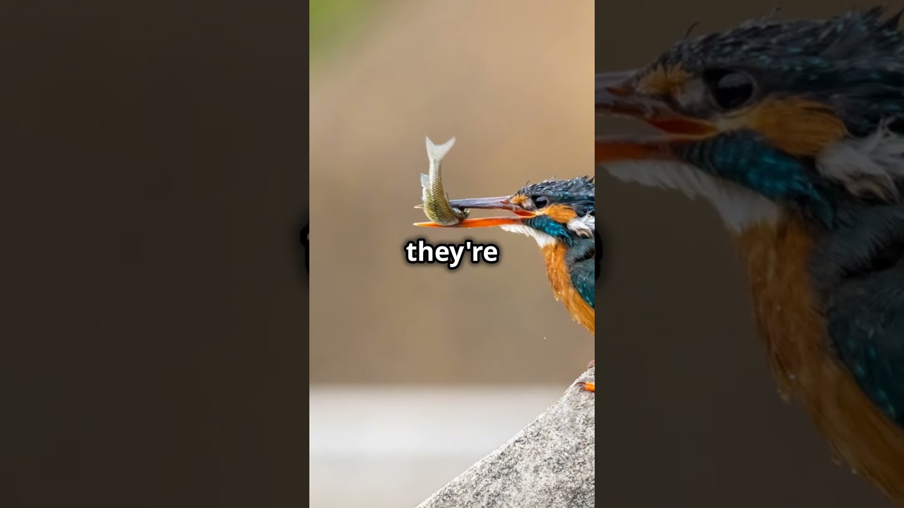 10 Amazing Facts About Kingfishers You Didn't Know!🌊!