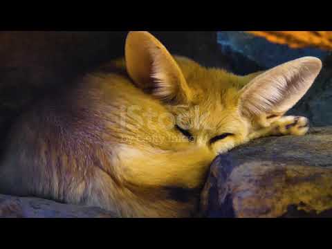 Close up of fennec fox sleeping and waking up