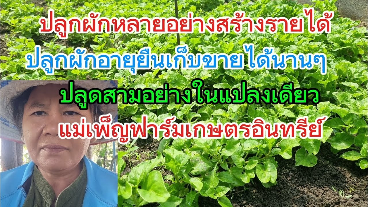 ปลูกผักขายสร้างรายได้เก็บไปนานๆ