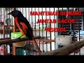 Mantenan Gunung Jantan Gacor Ngerol Mp3 - Mp4 Download