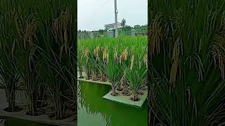 Floating Rice Planting In China agriculture modernfarmers fyi lifestyle