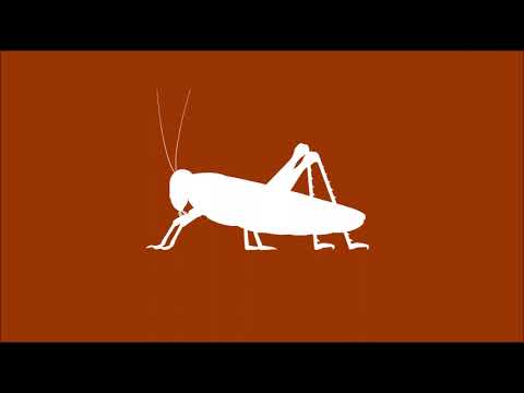 10h Grillen Zirpen Einschlafgeräusche | Keine Werbung