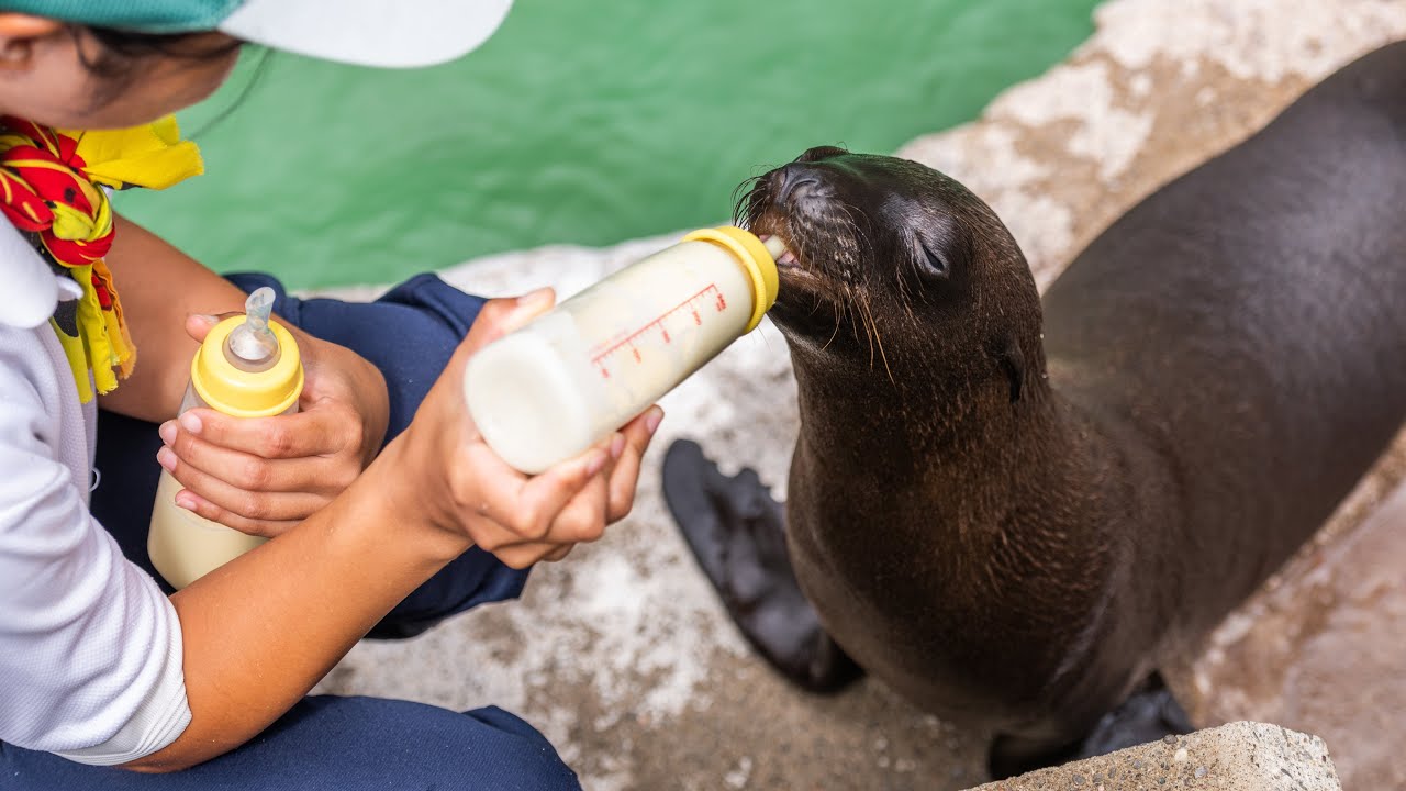 アシカの赤ちゃん ワラビ 公開 浜松市動物園 動画あり あなたの静岡新聞 アシカの赤ちゃん ワラビ 公開 浜松市動物園 動画あり あなたの静岡新聞