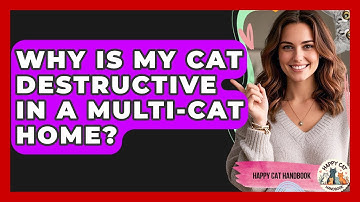 Why Is My Cat Destructive In A Multi-cat Home? - Happy Cat Handbook