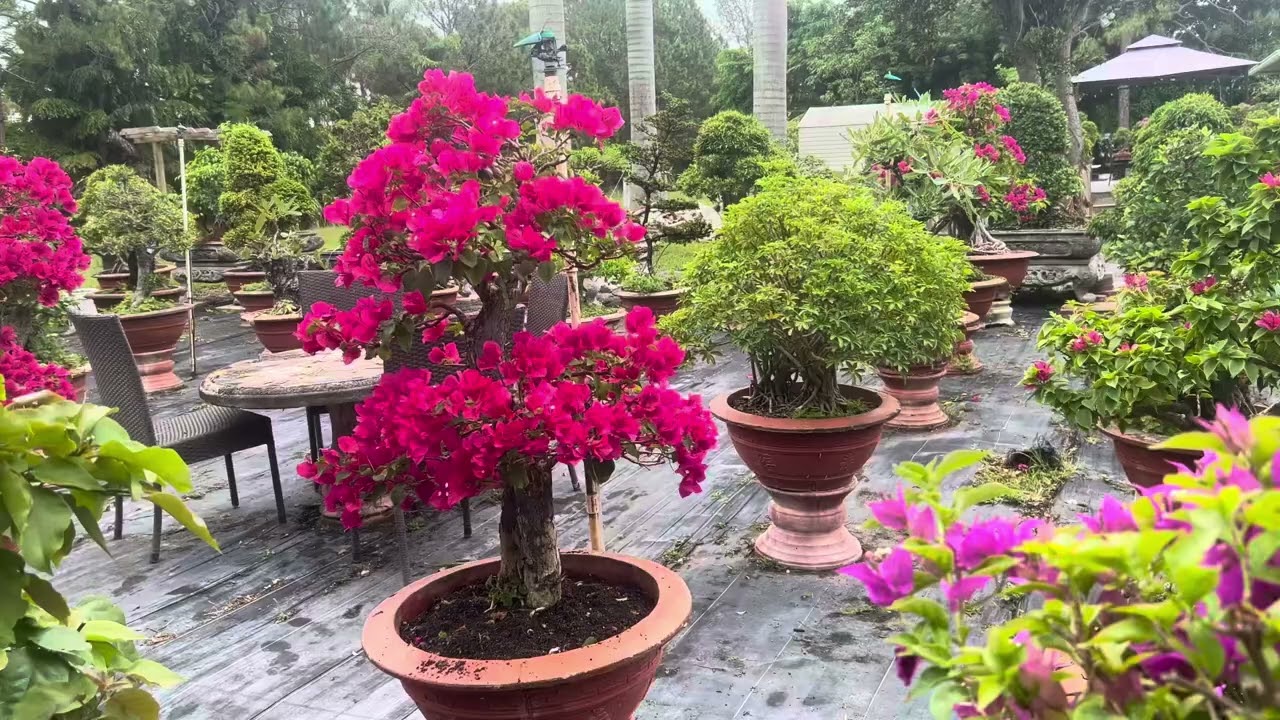 My bougainvilleas selling
