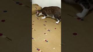Cat Daily Life 🐾 | 2026-05-03