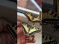 Old-World Swallowtail Butterfly 🦋  #butterfly #swallowtail #butterflies #plants #viralshort #viral