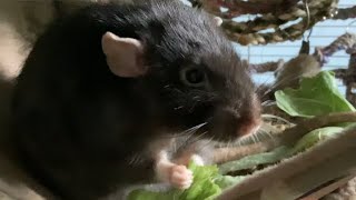 Rat eats lettuce for 17 seconds