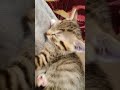 #$horts Ежедневник #котенка. #Котенок мило спит Diary #kitten. #The kitten sleeps cute