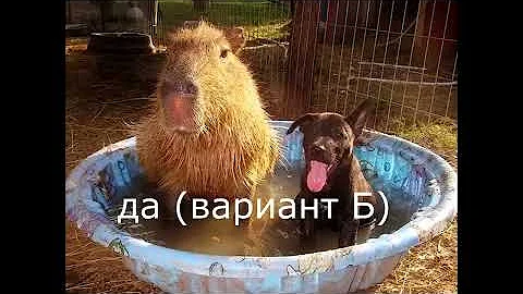 ТЕСТ НА КАПИБАРУ. ТЫ КАПИБАРА ?! викторина на знание капибар