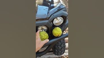 The Hedge Apple Tree Did You Know This ? #shorts