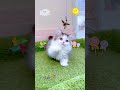 小步舞曲金加白